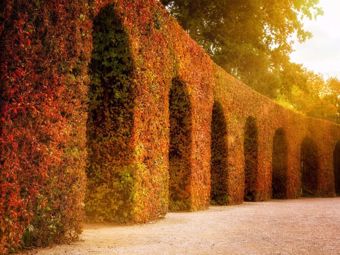 Cosa fare nel giardino durante il periodo autunnale?