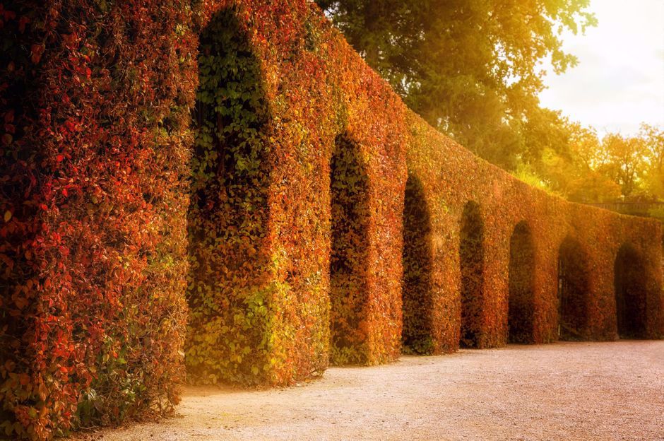 Cosa fare nel giardino durante il periodo autunnale?