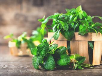Migliori erbe aromatiche per il giardino e il balcone