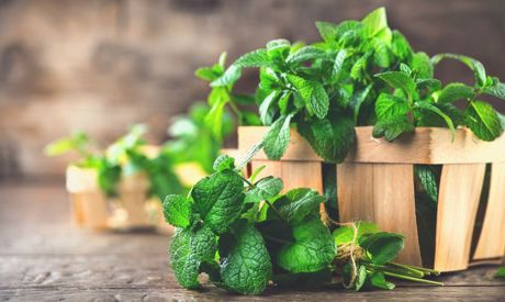 Migliori erbe aromatiche per il giardino e il balcone