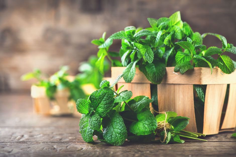 Migliori erbe aromatiche per il giardino e il balcone