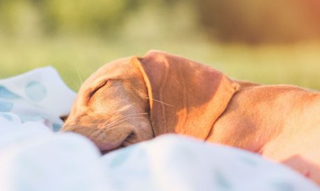 Dormite bene o con difficoltà? Che tipo di oscuramento vi serve?