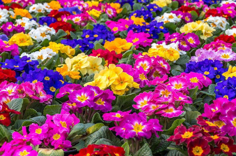 Giardino fiorito per i principianti: quali piante annuali e perenni scegliere?