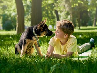 Giardino per gli animali: gatti, cani e porcellini d'India