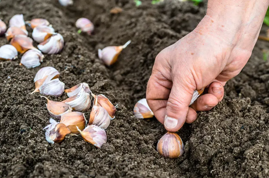 Come piantare e coltivare l'aglio in primavera. Consigli e suggerimenti utili su come coltivare l’aglio nell’appartamento!