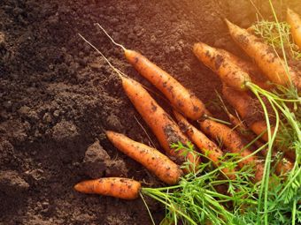Luglio in giardino: cosa seminare, cosa raccogliere e a cosa prestare attenzione?
