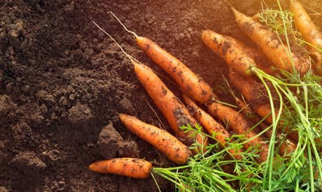Luglio in giardino: cosa seminare, cosa raccogliere e a cosa prestare attenzione?