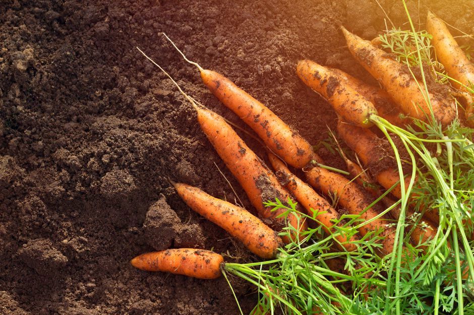 Luglio in giardino: cosa seminare, cosa raccogliere e a cosa prestare attenzione?