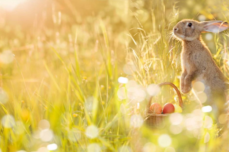 Come festeggiare la Pasqua a casa?