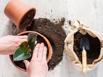 Rinvaso delle piante da appartamento in primavera