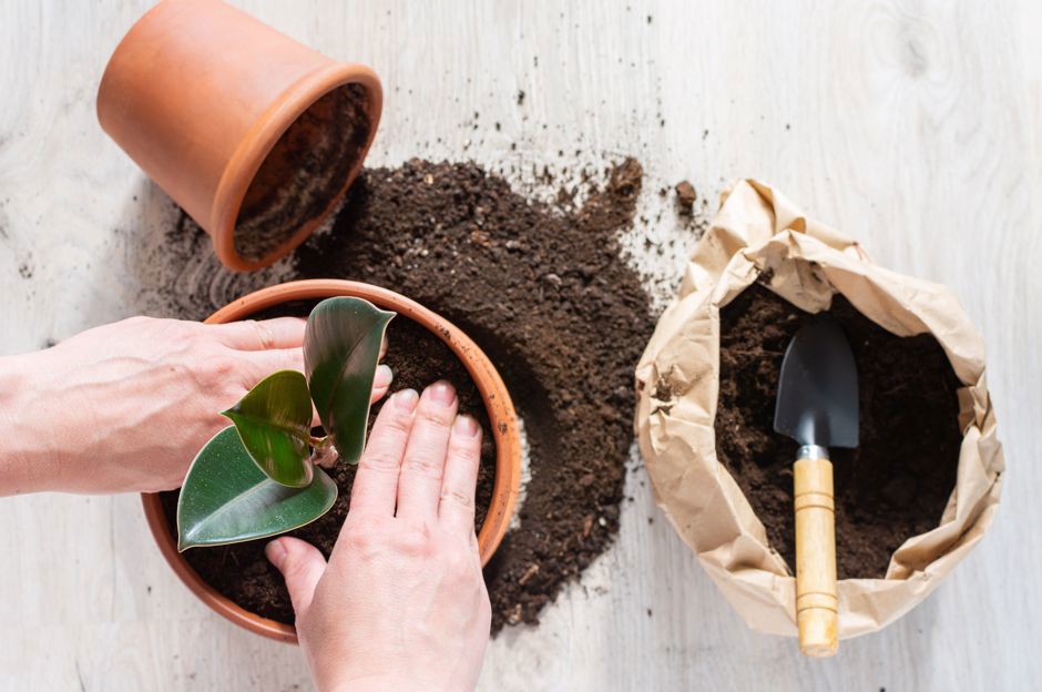 Rinvaso delle piante da appartamento in primavera